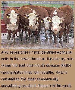 USDA Scientists Discover How Foot-and-Mouth Disease Virus Begins Infection in Cattle 